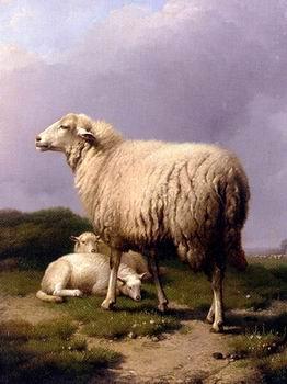  Sheep 142